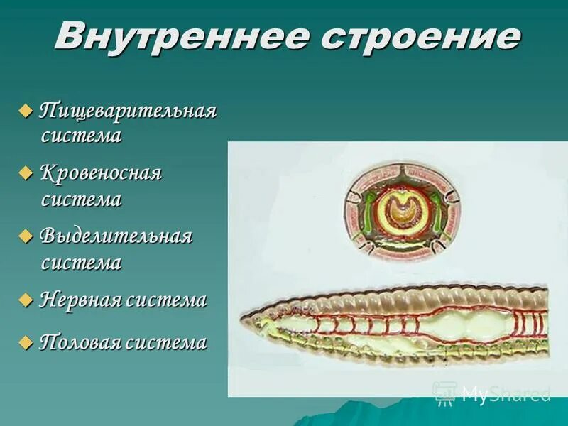 Исследование внешнего строения дождевого червя лабораторная работа. 7 класс биология кольчатые черви внешние строение. Внешнее строение червя 7 класс. Внешнее строение червя 7 класс. Лабораторная работа черви.