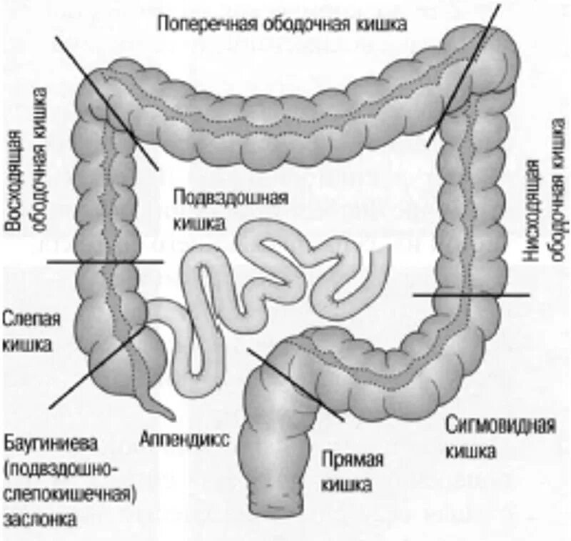 Схема отделов Толстого кишечника ободочная. Толстый кишечник анатомия отделы. Отделы Толстого кишечника схема. Отделы Толстого кишечника человека схема. Толстая кишка начинается