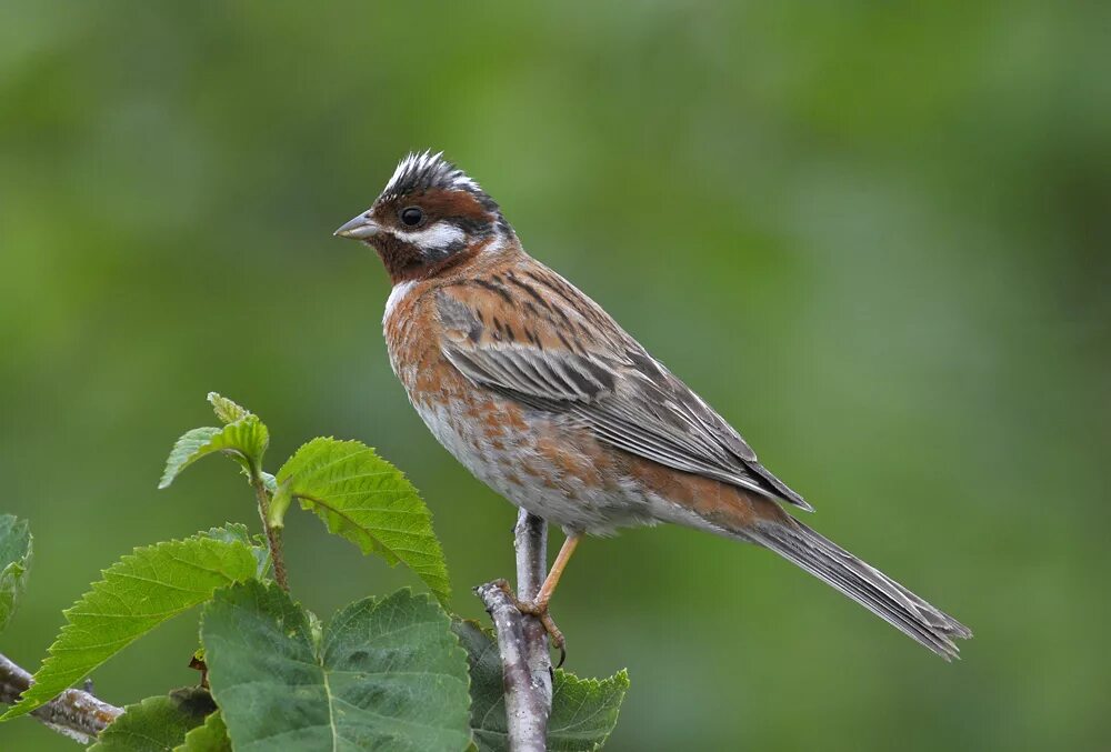 Белошапочная овсянка. Emberiza leucocephalos. Белошапочная овсянка птица. Белошапочная овсянка самка.