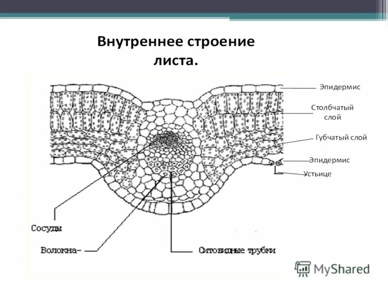 Строение мякоти листа биология. Внутренне строение листа биология. Зарисовать и подписать внутреннее строение листа. Зарисовать и подписать внутреннее строение листа. Зарисовать и подписать внутреннее строение листа.
