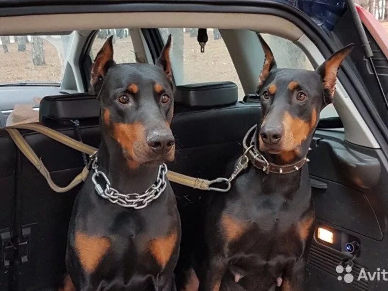 сант креал монблан. авито собаки доберманы. щенки добермана новорожденных. доберман вислоухий щенок. доберман щенок чистокровный.