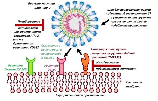 Рецепторы клеток для SARS-cov-2. Cd147 коронавирус. Проникновение вируса гриппа в клетку схема. Рецепторы АПФ 2 И коронавирус.