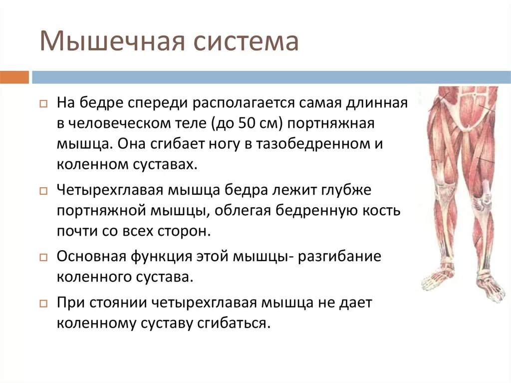 В состав мышцы входит. Мышечная система. Мышечная система органы и функции. Функции мышечной системы человека. Основная функция мышечной системы.
