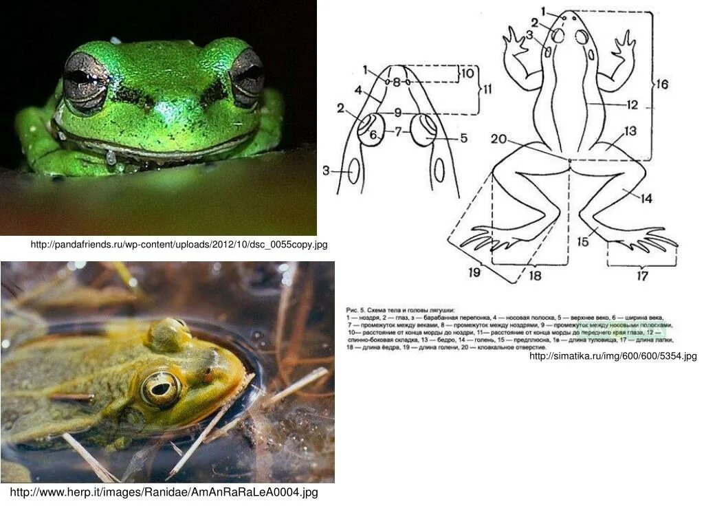Строение остромордой лягушки. Остромордая лягушка самец и самка. Лягушка самец и самка отличия. Самка и самец лягушки.