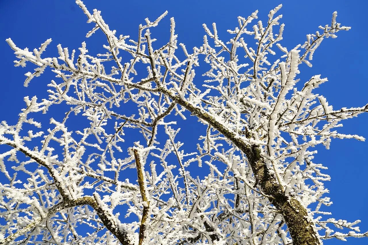 снежная береза. изморозь на деревьях. береза зимой. иней на деревьях. заснеженные деревья.
