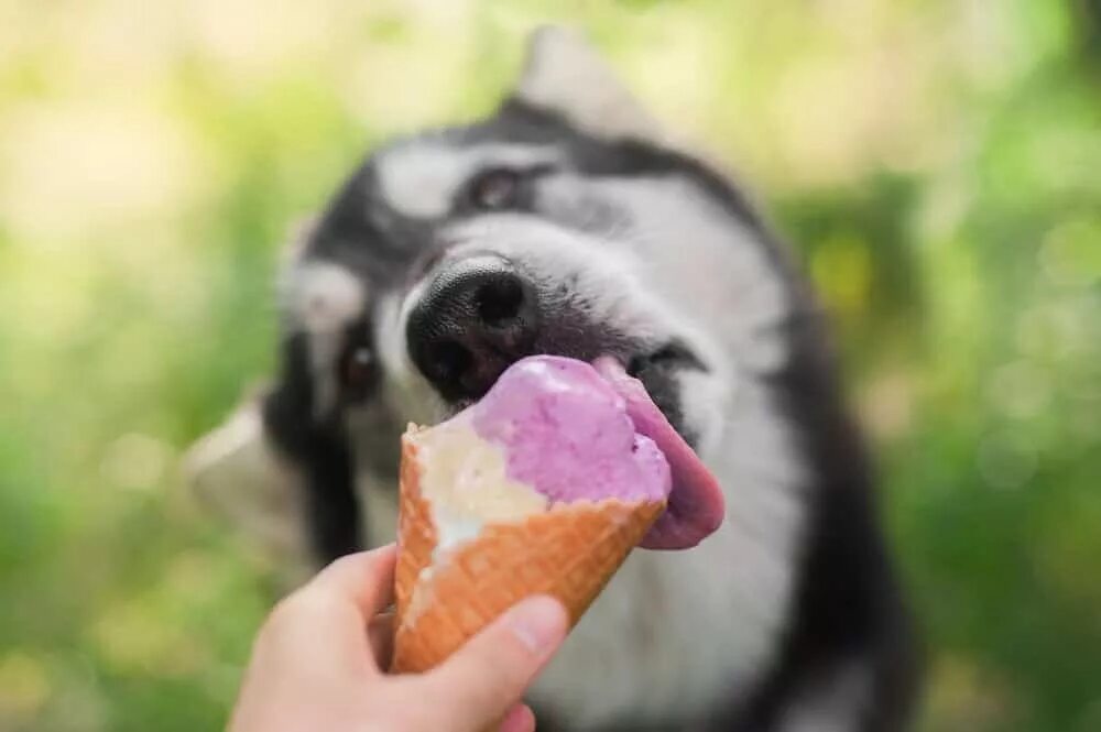 Почему собаке сладкое. Вкусняшка для собак. Мороженое для собак. Собака с мороженым. Собака с вкусняшками.
