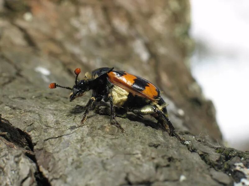 Жук могильщик. Poecilochirus Carabi. Жук могильник. Жуки Германии.