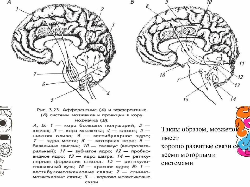 Плохо развит мозжечок. Ядра мозжечка схема. Строение коры мозжечка. Ядра мозжечка анатомия.