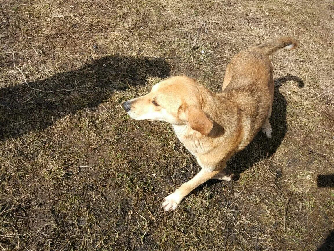 Гончая с дворняжкой. Южнорусская степная борзая (south russian steppe sighthound). Найдена охотничья собака. 6. Дворняжка метис гончей.