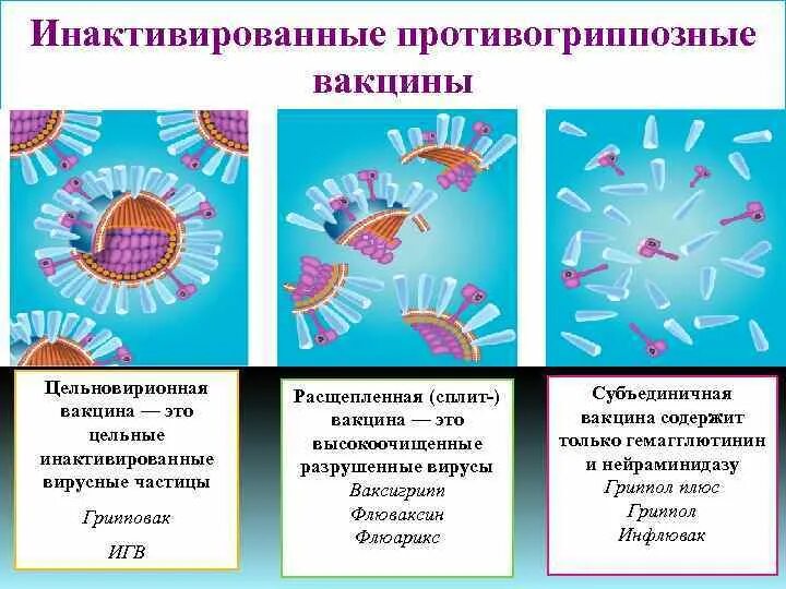 Противогриппозные инактивированные сплит-вакцины. Инактивированные цельновирионные вакцины. Субъединичные вирусные вакцины. Принцип действия вакцины от гриппа. Грипп инактивированные вакцины