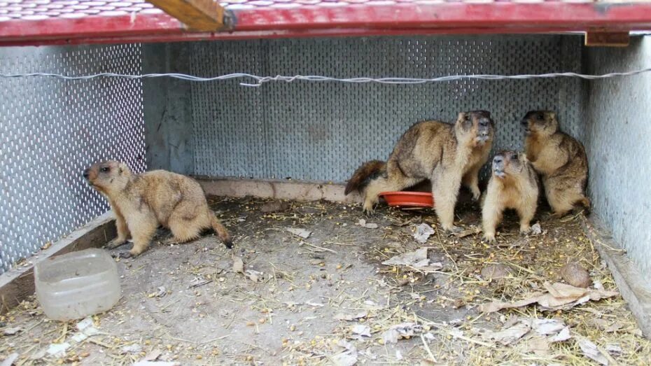 Сурок-Байбак в Воронежской области. Сурок Байбак домашний. Домашние питомцы сурки. Купить сурка живого