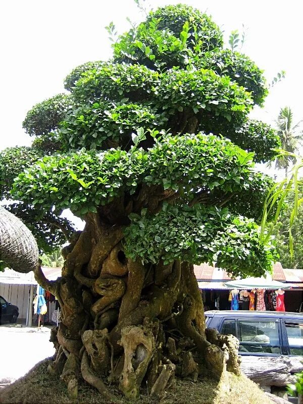 Дерево малайзия. Neobalanocarpus heimii. Дерево омбу. Дерево Balanocarpus. Деревья в Малайзии.