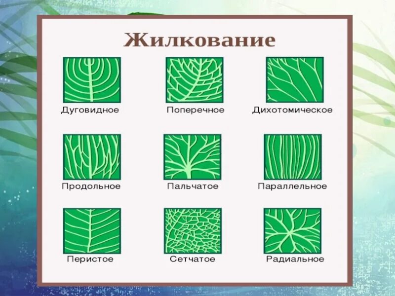 Сетчатое жилкование. Типы жилкования листа 6 класс биология. Типы жилкования листьев 6 класс. Жилкование листьев 6 класс биология. Типы жилкования листьев 6 класс таблица.