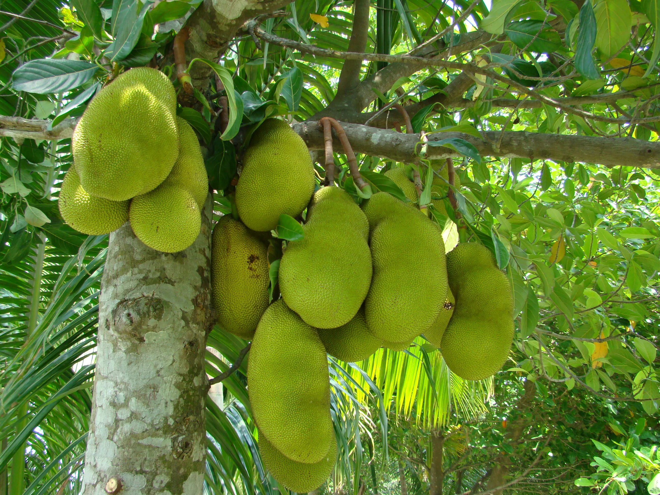 Хлебное дерево джекфрут. Хлебное дерево Artocarpus altilis. Хлебное дерево Джеки Фрут. Джекфрут (индийское хлебное дерево). Фрукты которые растут на деревьях