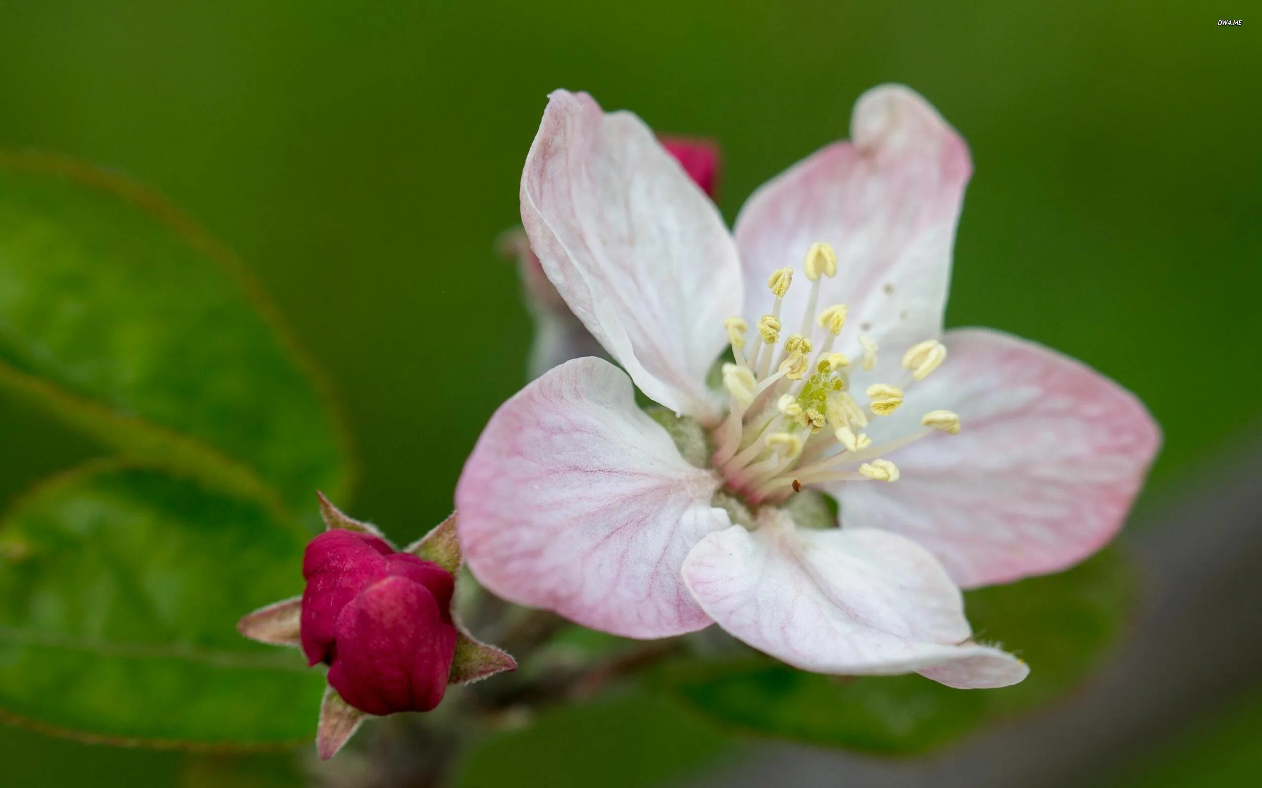 Apple Blossom. Apple Blossom and Apple. Apple Flower Atlas. Realistic Apple Blossom. Bri blossom