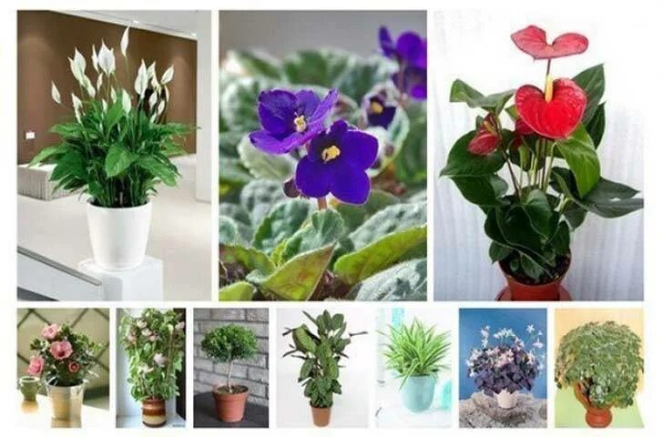 Какое растение можно купить. Комнатные растения приносящие в дом. Цветы для благополучия в доме. Цветы для дома благоприятные комнатные. Цветы которые красят маленькие.