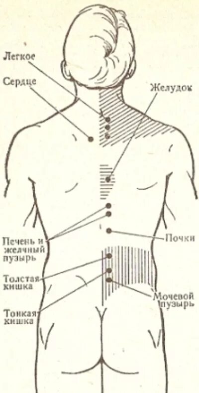 Зона поясницы. Лимфоузлы поясничного отдела схема. Где расположены лимфатические узлы на спине. Расположение лимфоузлов на теле человека со спины.