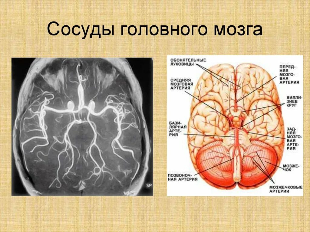 Где в голове сосуды