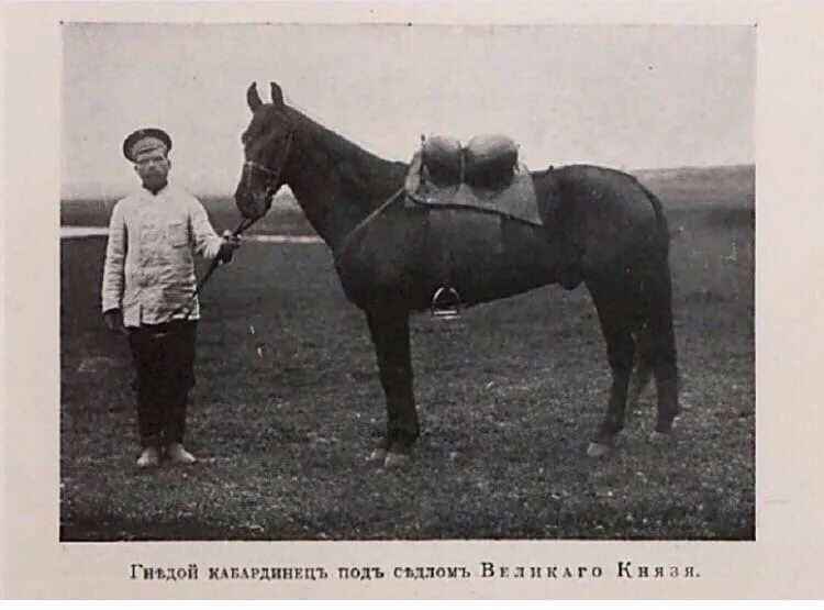 Постановка головы кабардинской лошади. Кабардинская порода лошадей. Фонд развития Кабардинской породы лошадей. Фонд Кабардинской лошади.