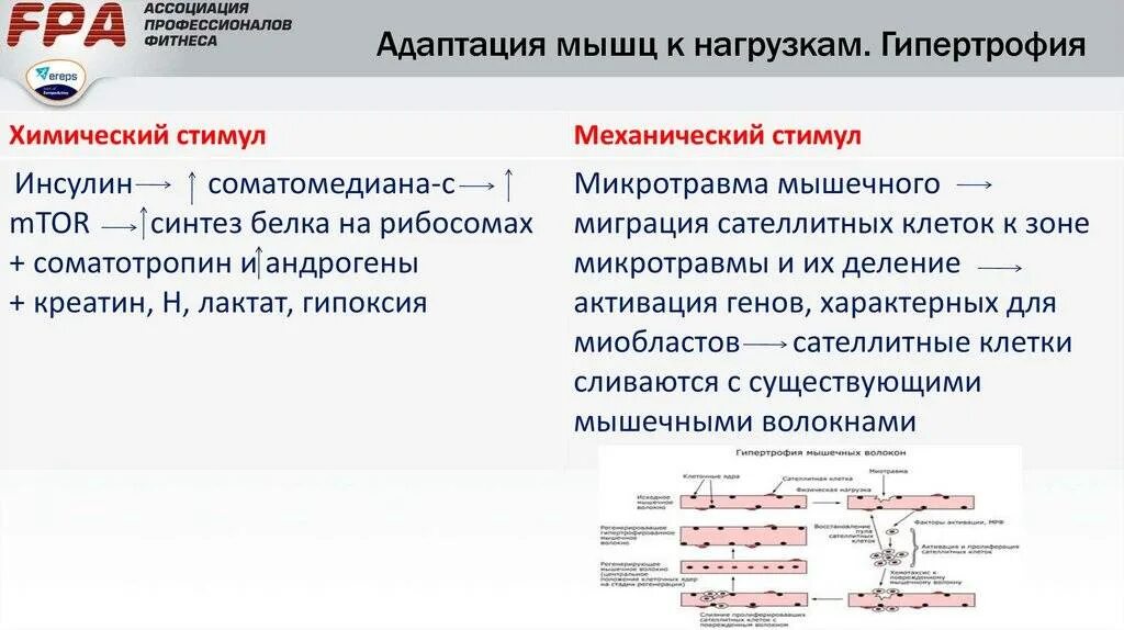 Виды нагрузок мышц. Типы гипертрофия скелетных мышц. факторы гипертрофии мышц. стимулы мышечной гипертрофии. механизм гипертрофии мышц.