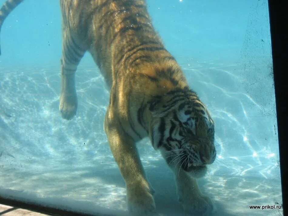 Tigers 33. Tigers 33. Tigers 33. Tigers 33. Картинки для декупажа природа и животные.
