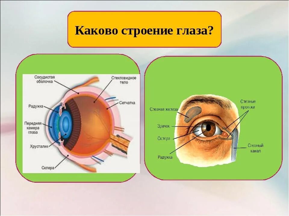 Гигиена зрения 8 класс биология. Строение глаза. Строение органа зрения. Изображение строения глаза. Строение человеческого глаза.
