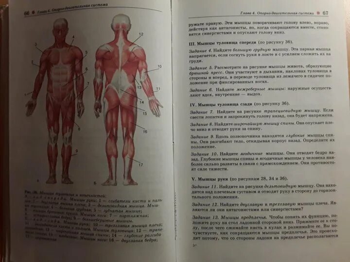 Учебник биологии анатомия. Биология 8 класс учебник строение человека. Учебник по биологии 8 класс анатомия человека. Анатомия человека 9 класс. Пособия по биологии анатомия.