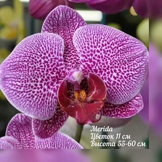 Scenza plants