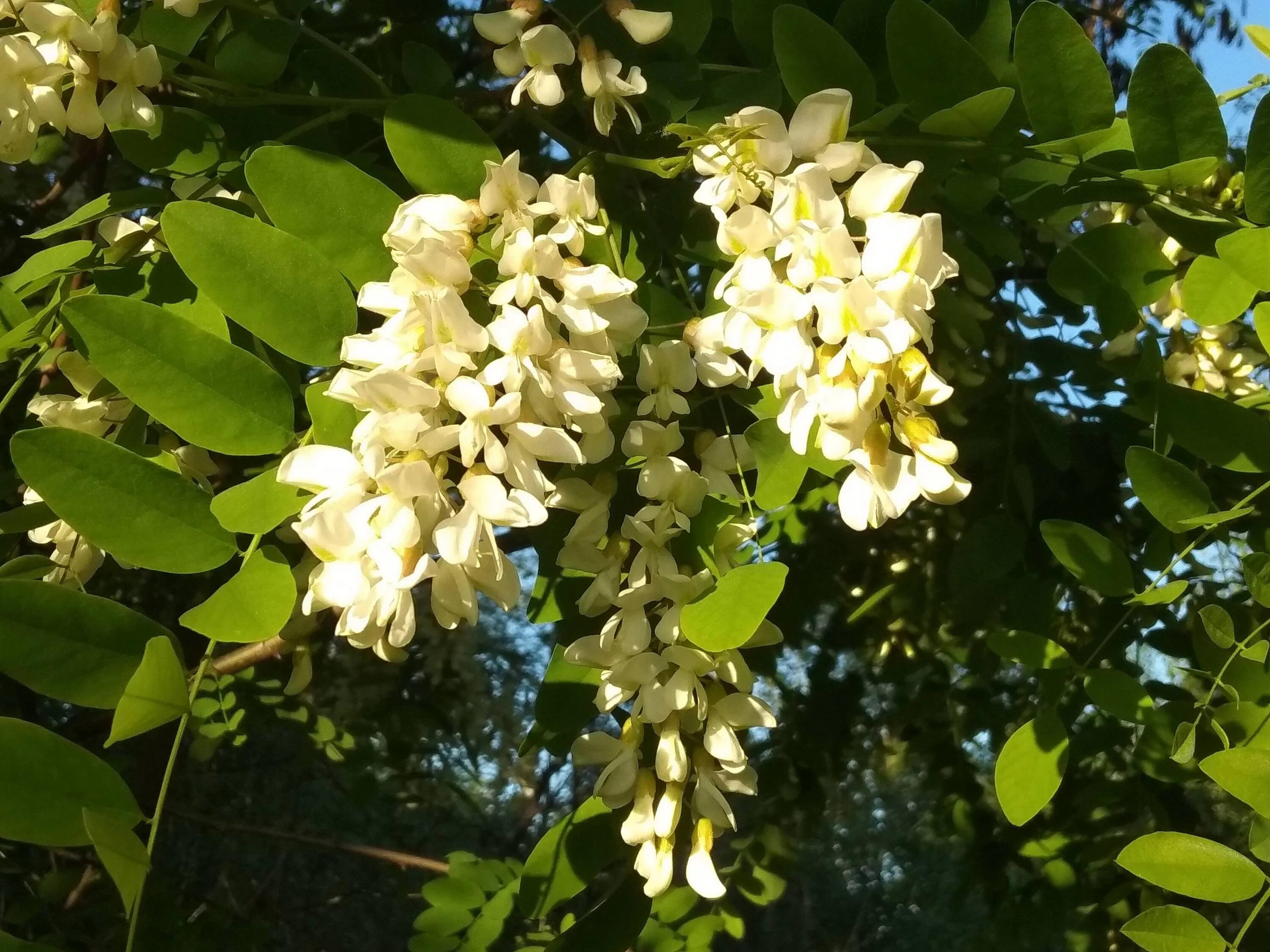 Среднеазиатская Акация. Акация белая кустарник. Акация Робиния. Белая Акация Робиния ложноакациевая. Купить акация дерево