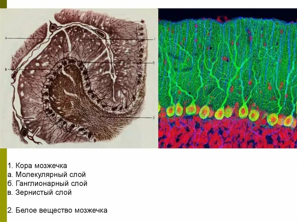Ткань мозжечка. Мозжечок гистология препарат. Нейроны мозжечка гистология. Гистологическое строение мозжечка гистология.
