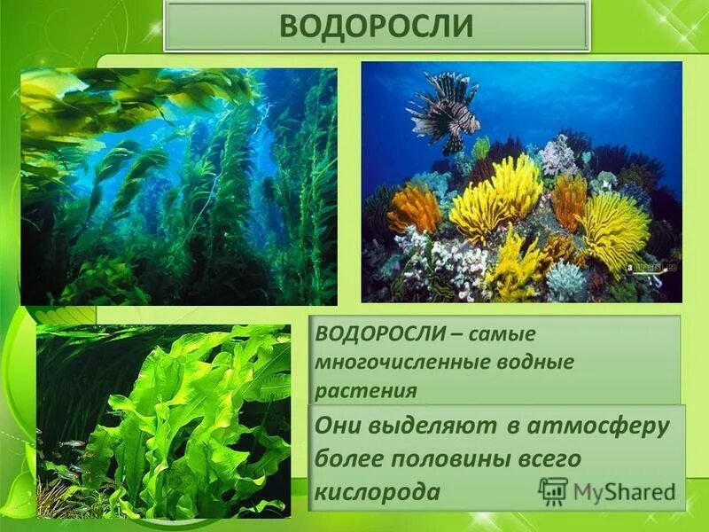 Водоросли урок