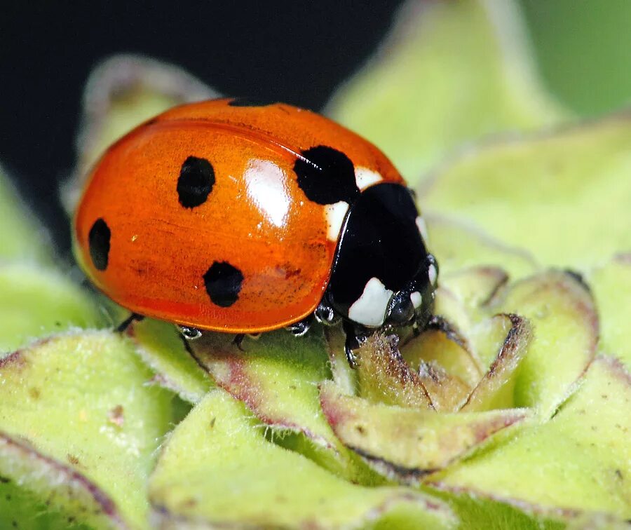 Двенадцатиточечная Божья коровка (Coleomegilla maculata). Сибирские Божьи коровки. Тип окраски Божьей коровки. Австралийская Божья коровка.