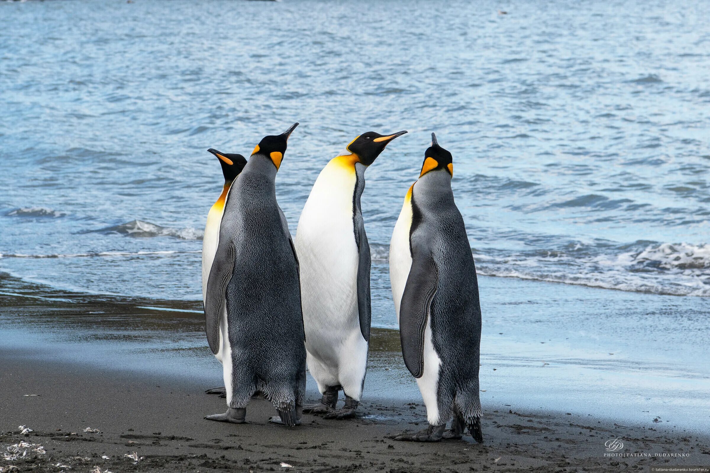 Королевский пингвин рост. Императорский пингвин рядом с человеком. Императорский пингвин рост. Королевский пингвин рост. Мадагаскар королевский пингвин.
