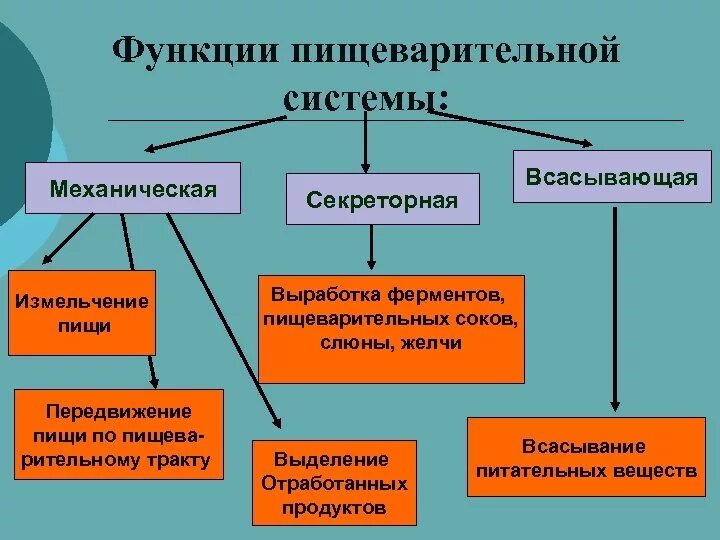 Какая система вырабатывает ферменты. Функции пищеварительной системы. Функции пищеварительной системы человека. Функции пищеварительной системы схема. Ферменты пищеварительной системы схема.