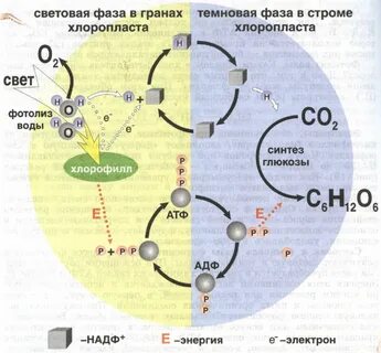 Свет синтез