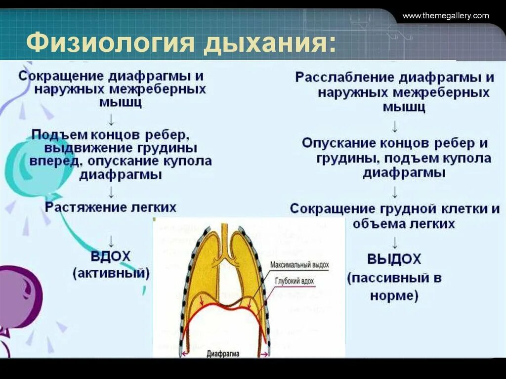 Правильную последовательность этапов дыхания. Физиология дыхания. Физиологические этапы дыхания. Система дыхания физиология. Дыхание это физиологический процесс.