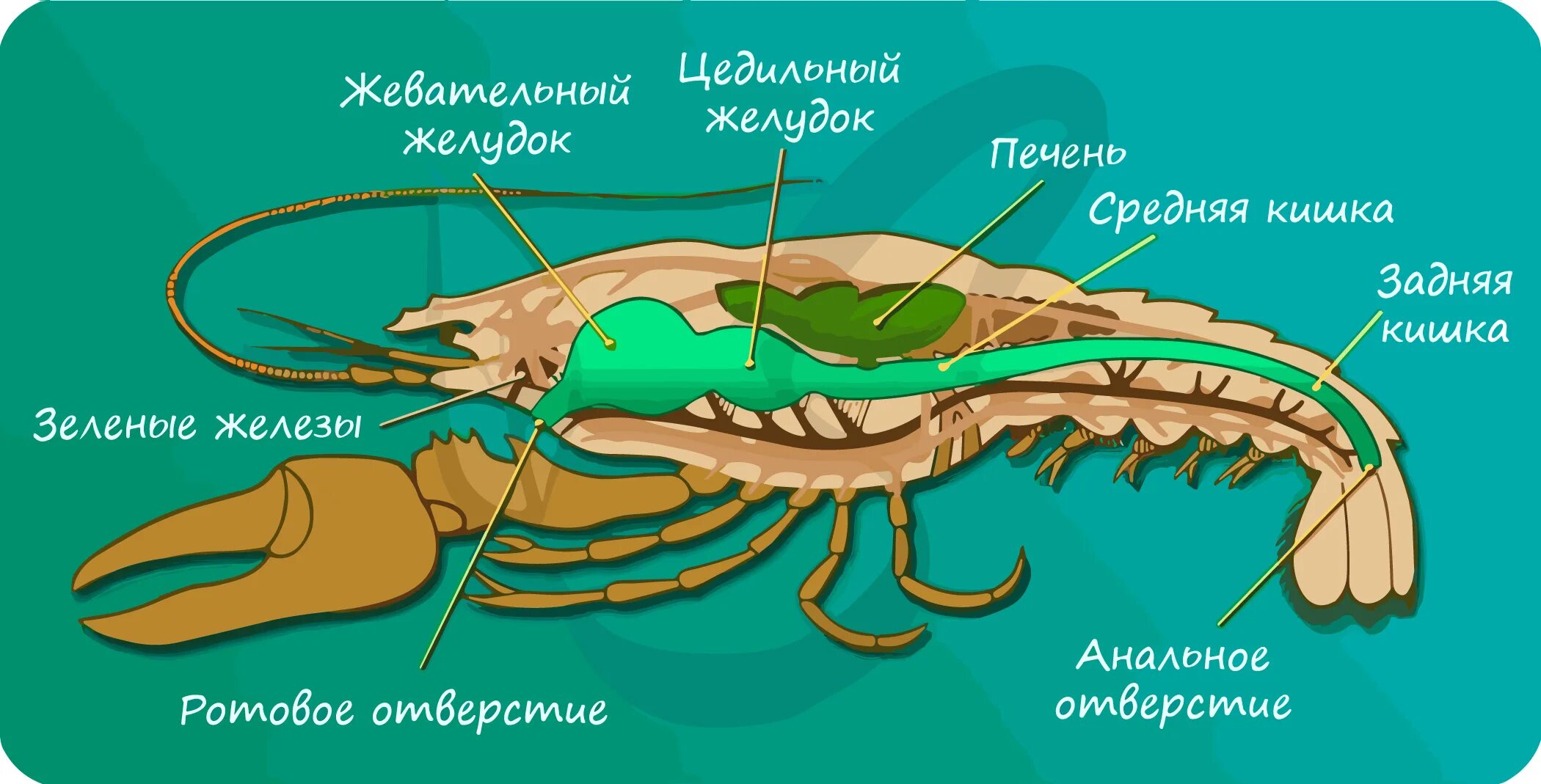 К какой системе относится зеленая железа. Пищеварительная система ракообразных 7 класс. Схема строения пищеварительной системы членистоногих. Строение пищеварительной системы ракообразных. Пищеварительная система ракообразных схема.