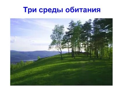 Три среды
