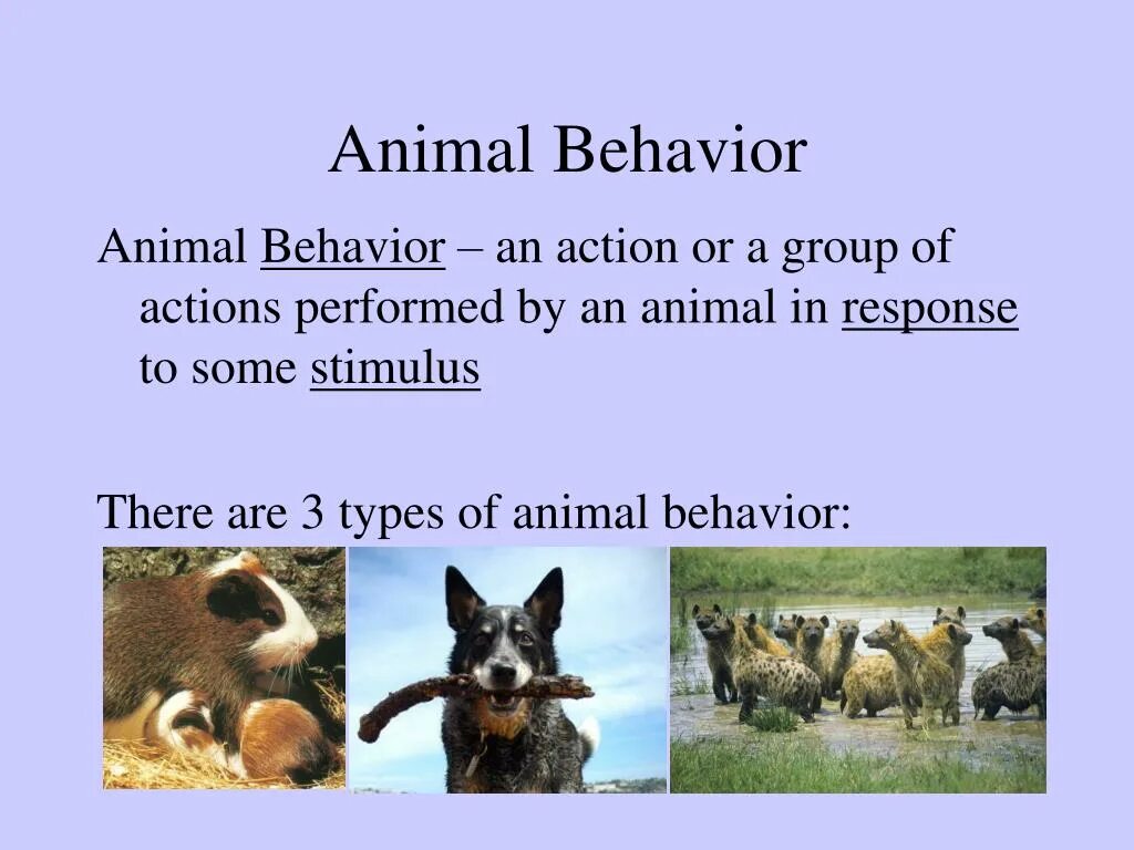 Animal behaviour. Animal behavior. animal behavior research protocols. article about behavior animals. animal behaviour lesson plan 6 grade.