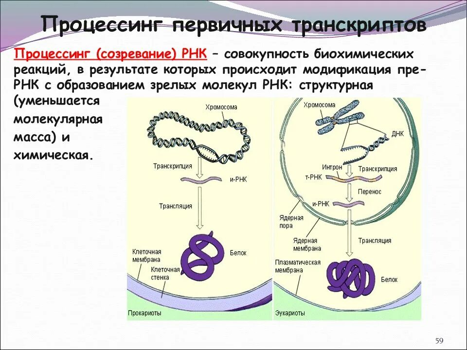Процесс образования рнк называется. • процессинг (созревание) первичного транскрипта. процессинг первичных транскриптов рнк. процессинг первичных транскриптов у эукариот. процессинг первичных транскриптов рибосомальной рнк.