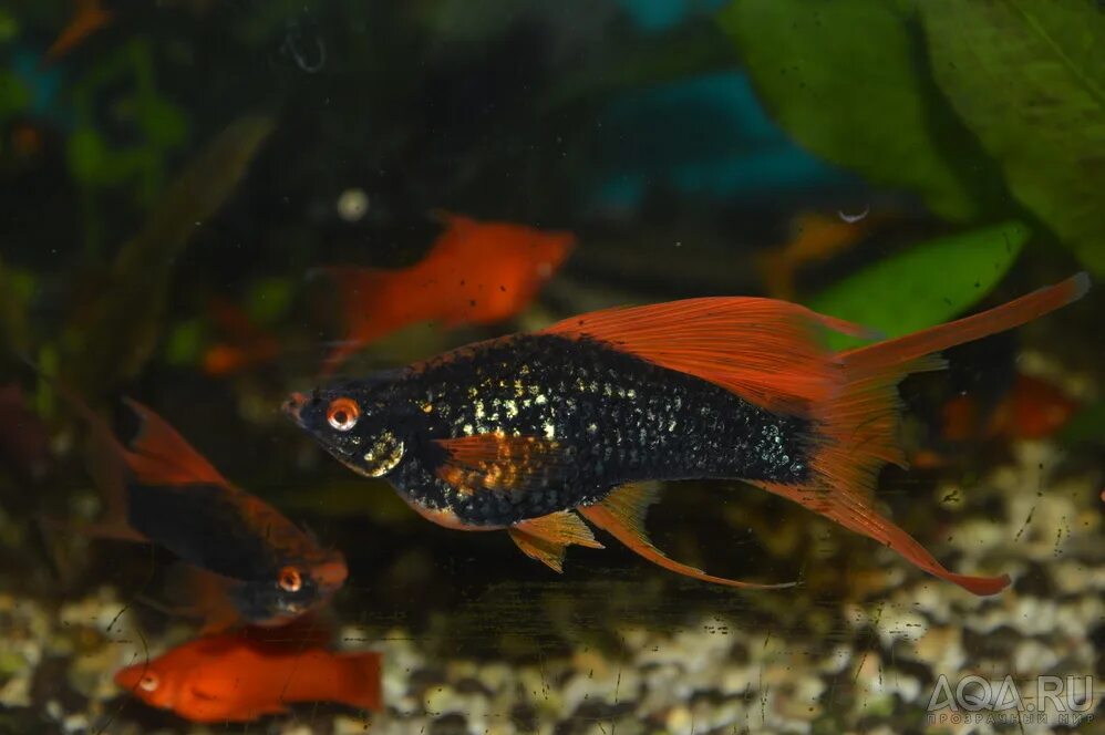 черный меченосец аквариумная. черный меченосец рыбка. черный меченосец рыбка. меченосец геллера рыбка аквариумная.