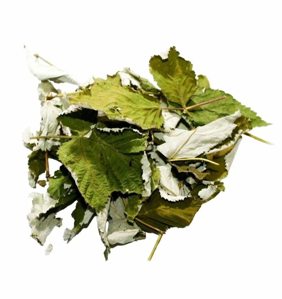 лист малины высушенный. сухие листья малины. малина лесная листья. листья малины сушеные. чайный лист.