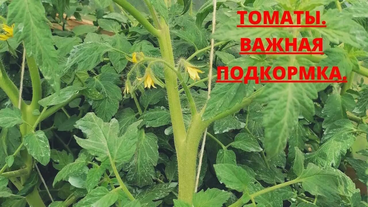 Схема удобрения томатов в открытом грунте. Завязь помидор. Полить огурцы борной кислотой. Чем полить томаты для завязи. Подкормка помидор во время цветения.