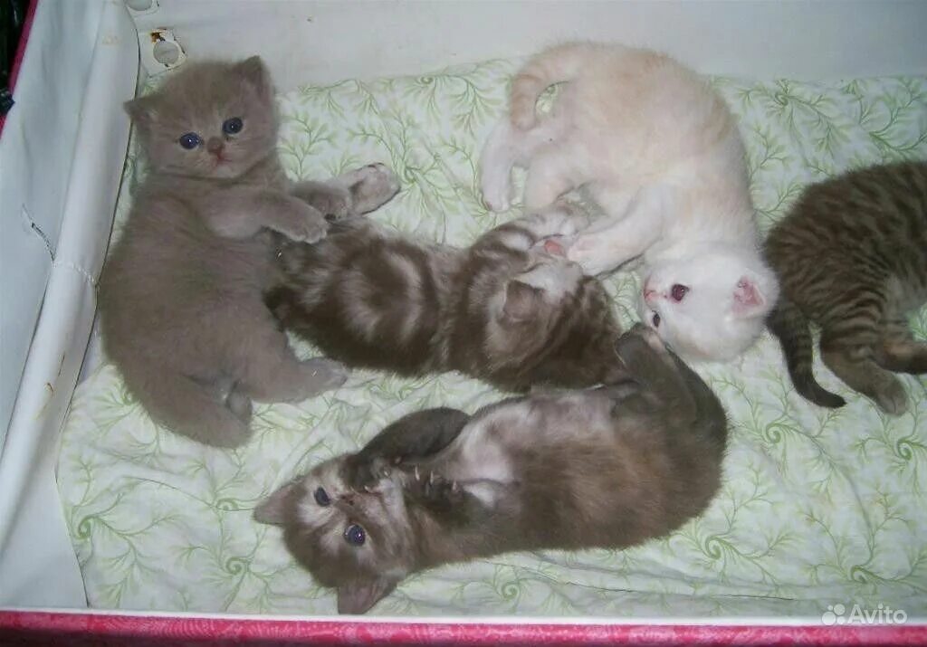 Скоттиш фолд котята 1 неделя. Котята 2 недели. Котята мейн кун 1 неделя. Полуторамесячный котенок. Котятам неделя как выглядит.