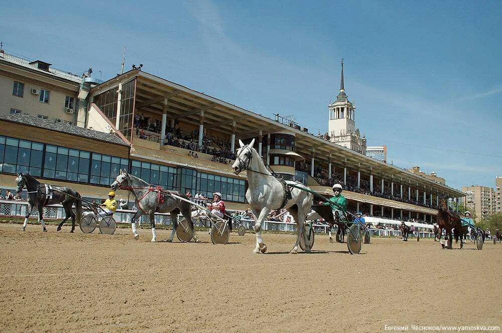 Скачки на ипподроме. Скачка москве. Скачка москве. Московский скаковой ипподром. Скачка москве.