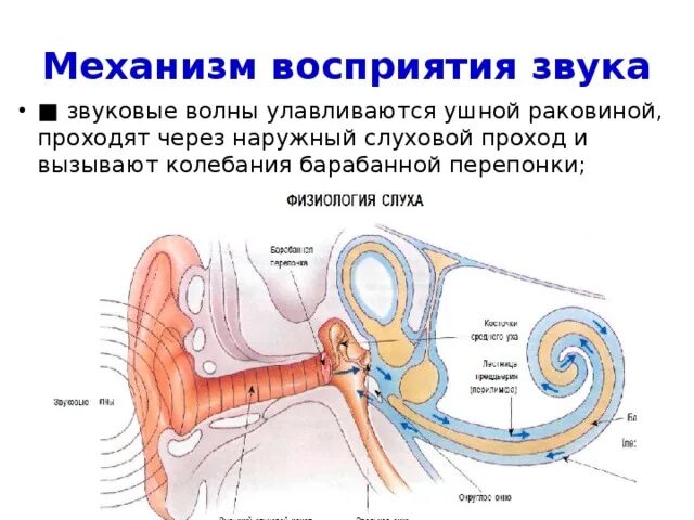 Механизм проведения звуковых колебаний механизм восприятия звука. Схема механизм восприятия звука слуховым анализатором. Механизм восприятия слуха слуховой анализатор. Механизм восприятия слуха схема. Звук частоты в ушах