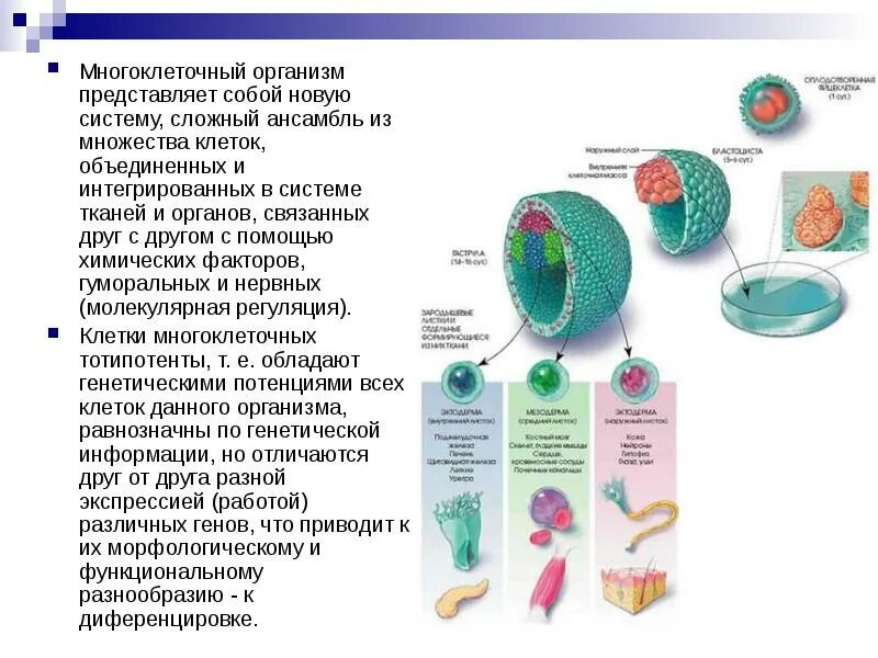 Клетки многоклеточного организма. Строение многоклеточных организмов. Особенности клеток многоклеточных организмов. Строение клетки многоклеточного организма. Организмы состоят из множества