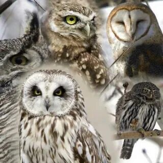Owl 5