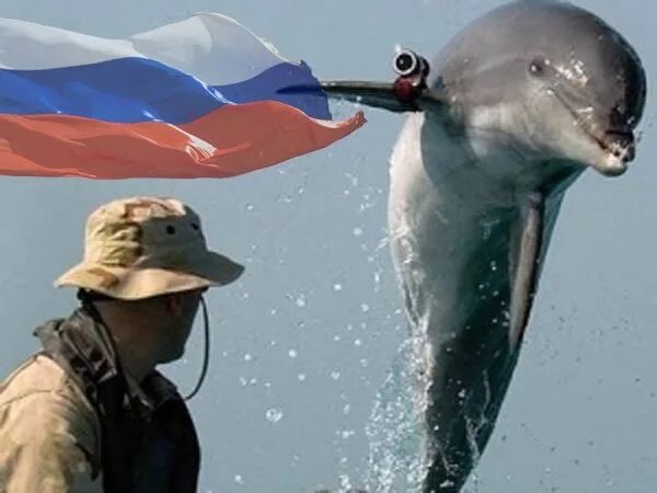 Дельфины террористы