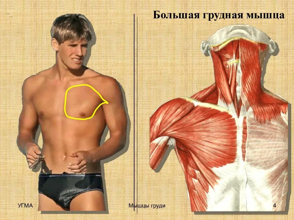 Плотный середина. Большая грудная мышца груди. Формы мужской грудной мышцы. Большая грудная мышца у человека.